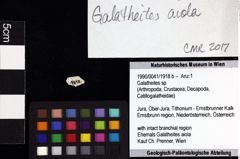 Foto (Objket + Etiketten) von Goniodromites bidentatus (Reuss, 1859) 